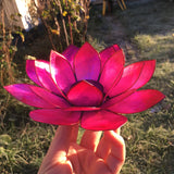 Lotus lysestage